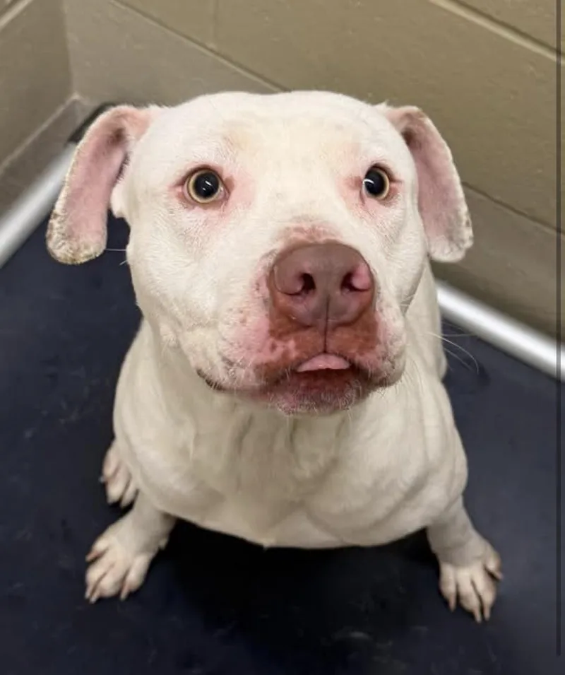 An adult medium-sized male Pit Bull Terrier dog named Baldur for adoption in Youngstown, OH