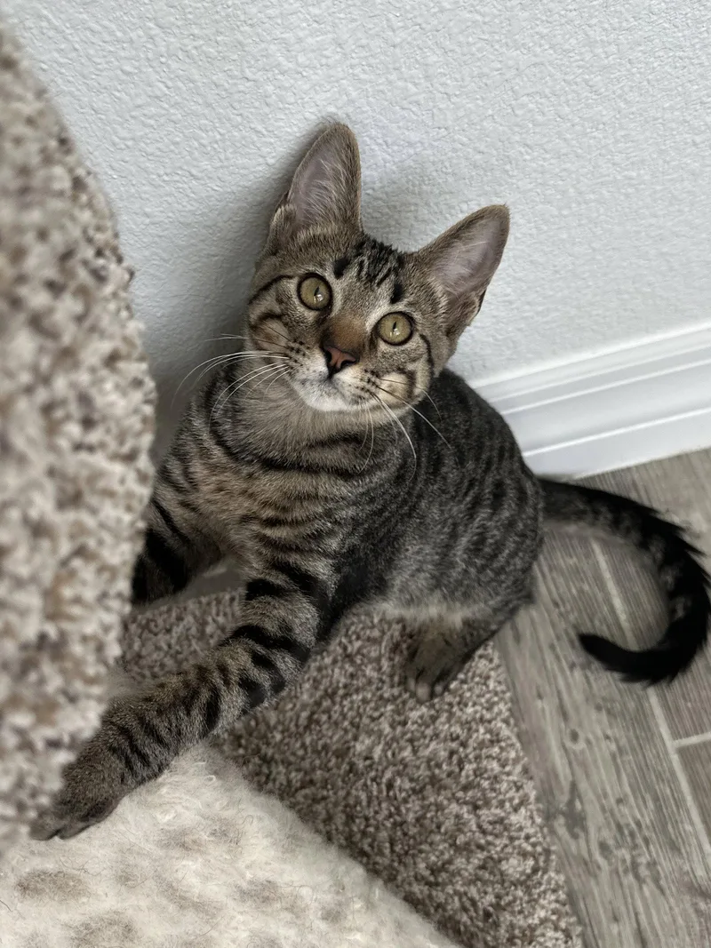 A baby medium-sized male Domestic Short Hair cat named Jimothy for adoption in Orlando, FL