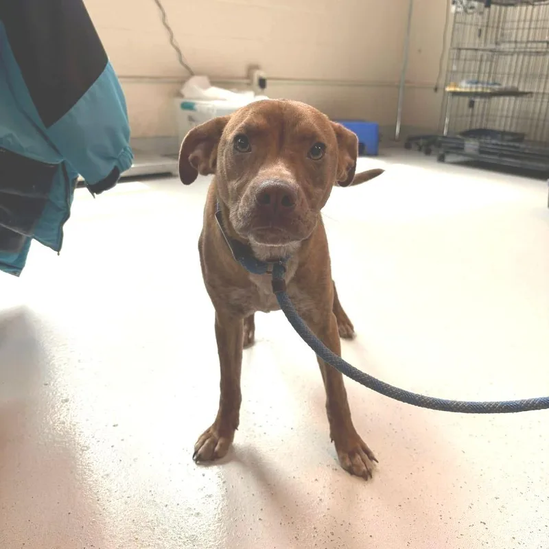 A young medium-sized male Brindle Mixed Breed dog named Cagney for adoption in Huntington, WV