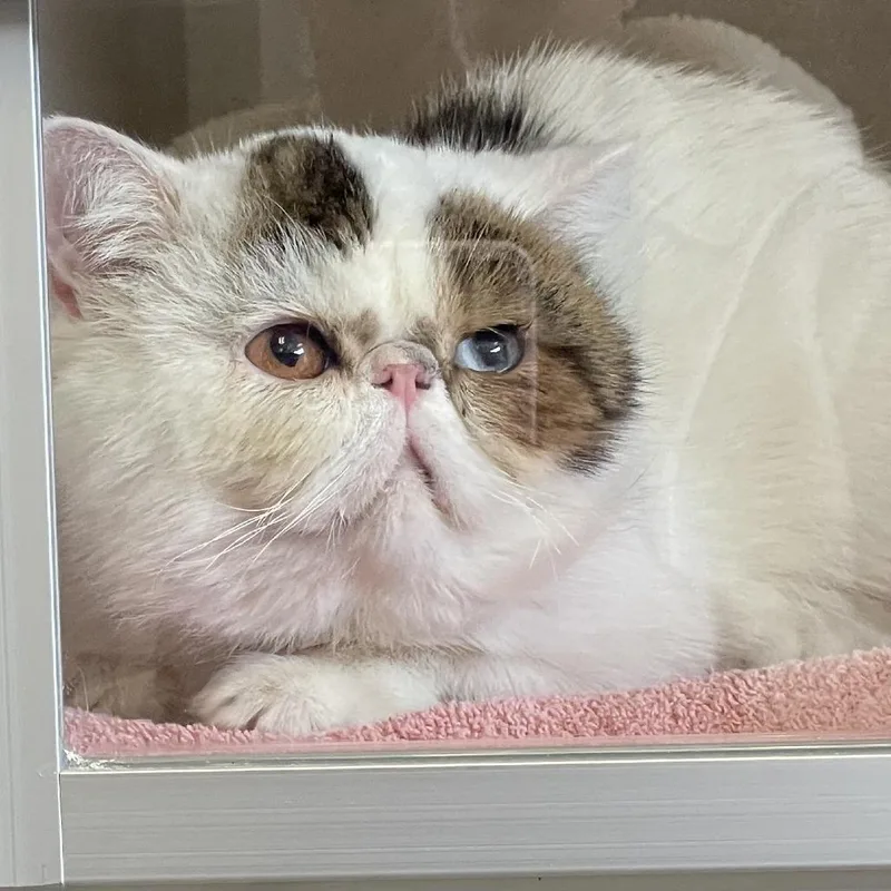 A young medium-sized male White Exotic Shorthair cat named Mr.ferguson for adoption in Redwood City, CA
