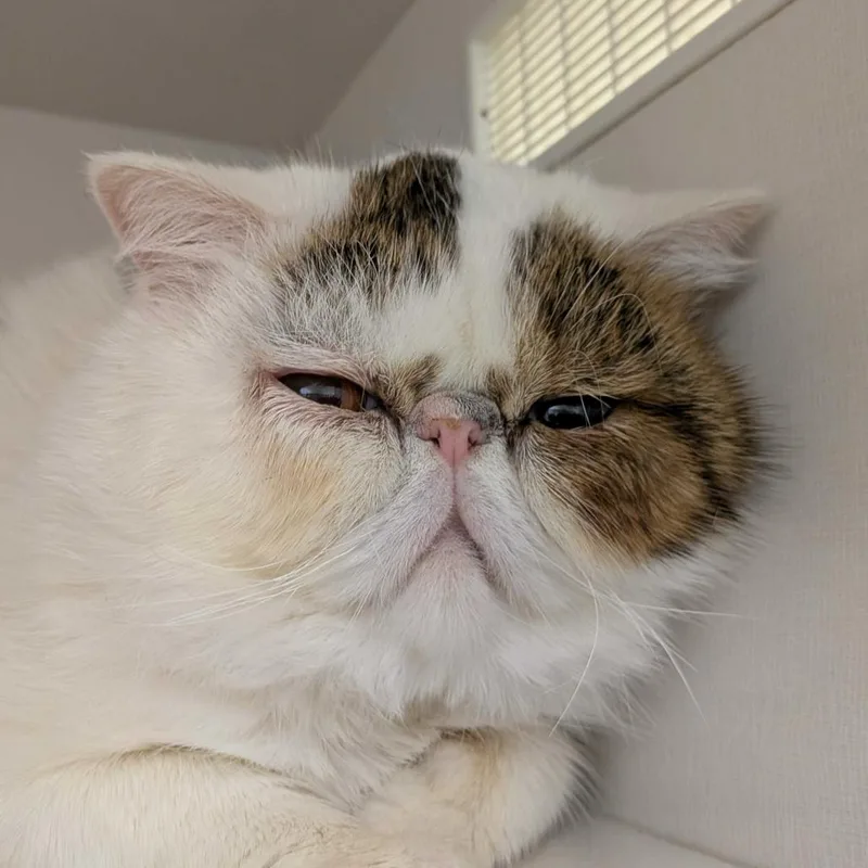 Mr.ferguson thumbnail 2