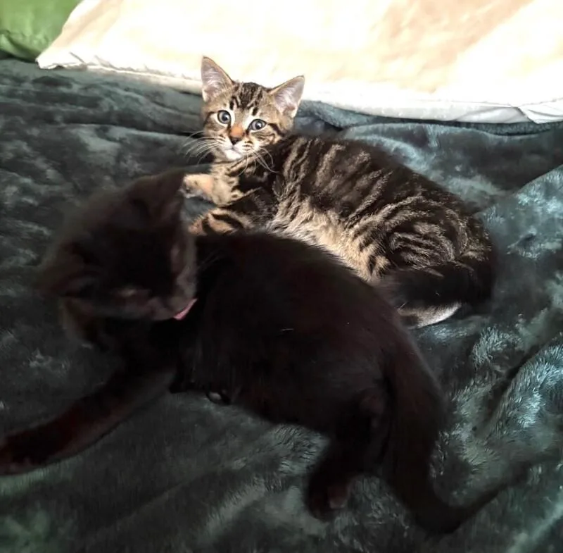 A young medium-sized male Tabby (Brown / Chocolate) Domestic Short Hair cat named Zero for adoption in North Babylon, NY
