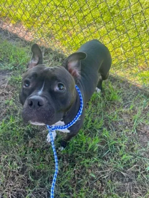 An adult large-sized female Pit Bull Terrier dog named Halo for adoption in Wilmington, NC