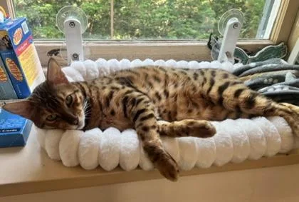 An adult medium-sized male Bengal cat named Leo for adoption in Malvern, PA