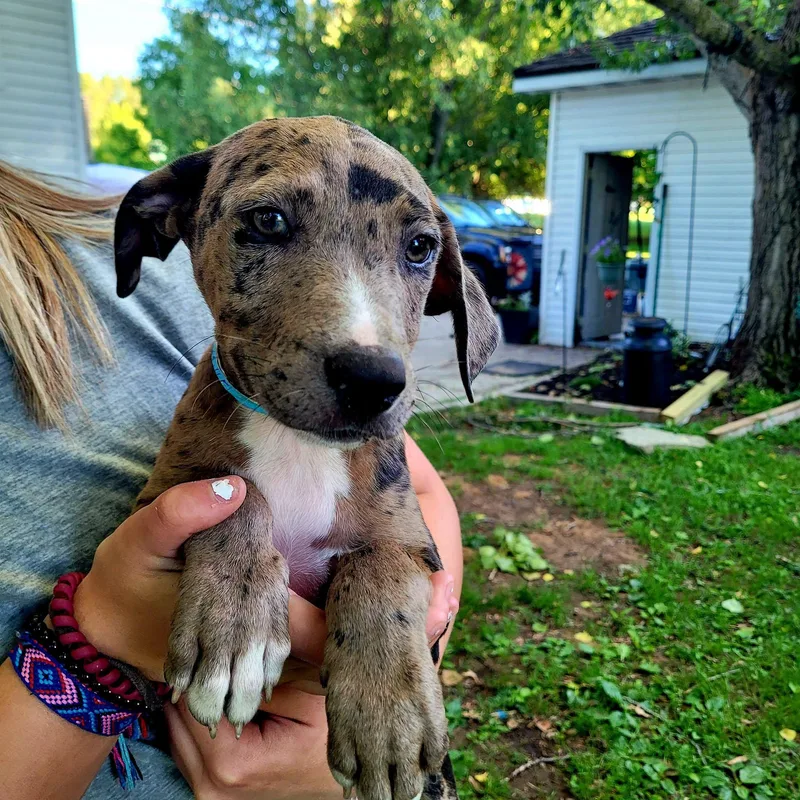 A baby large-sized male Gray / Blue / Silver Catahoula Leopard Dog dog named Archie for adoption in New London, WI