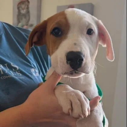 A young large-sized male Hound dog named Jimmy for adoption in Kansas City, MO