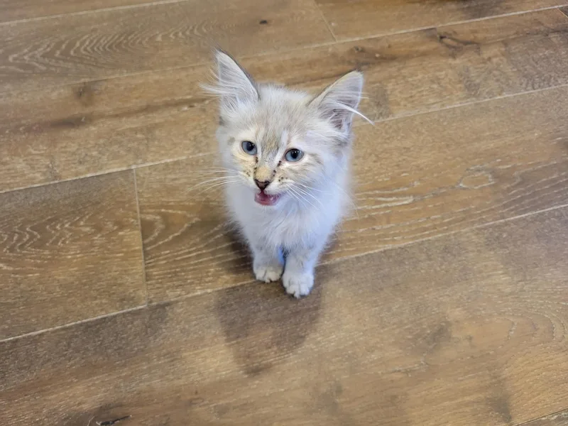 A baby small-sized female Siamese cat named Angel for adoption in Hurricane, UT