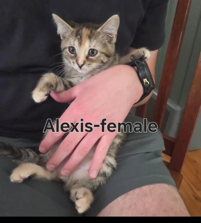 A baby medium-sized female Tabby (Brown / Chocolate) Tabby cat named Alexis for adoption in Wyandotte, MI