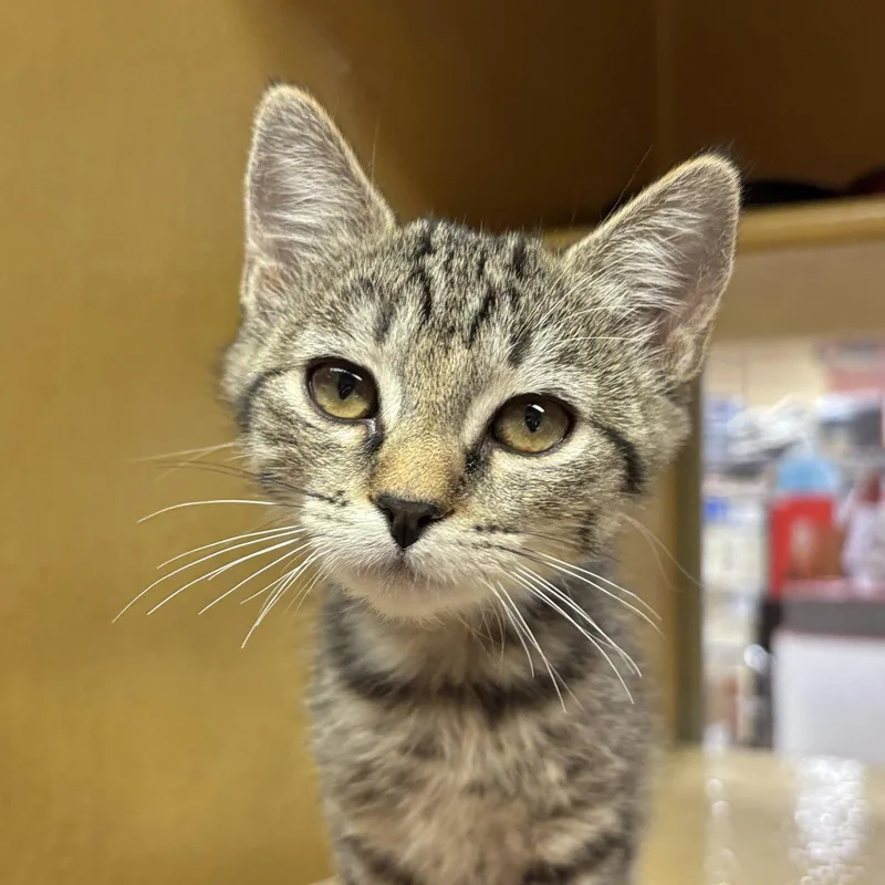 A baby medium-sized female Domestic Short Hair cat named Toad for adoption in Sonora, CA