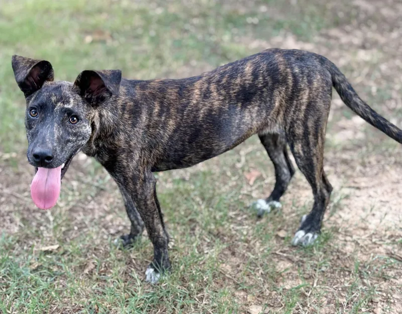 A young medium-sized female Mixed Breed dog named Mia for adoption in Manchester, CT