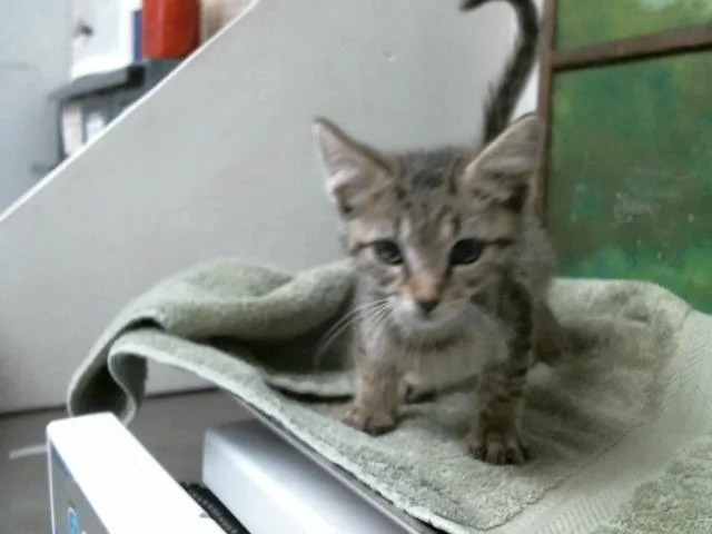 A baby small-sized male Domestic Short Hair cat named River for adoption in Houston, TX