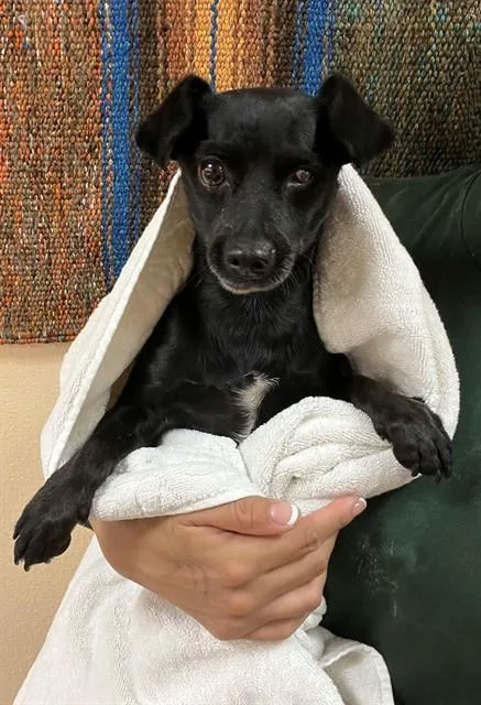 An adult small-sized male Chihuahua dog named Popeye for adoption in Blythe, CA