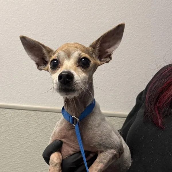 Snoop
