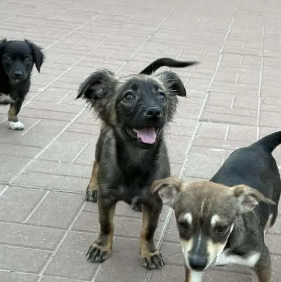 Francesca thumbnail 2