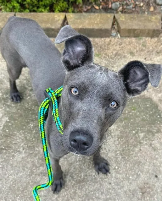 Nova