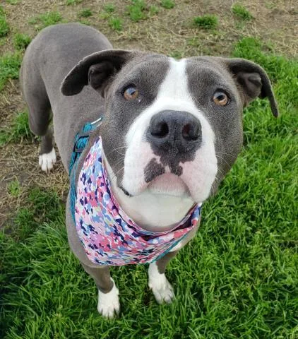 An adult medium-sized female Pit Bull Terrier dog named Little Girl for adoption in Bakersfield, CA