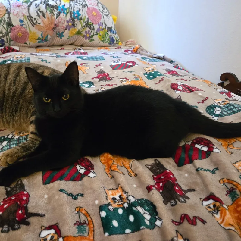 A young medium-sized female Black Domestic Short Hair cat named Bella for adoption in jacksonville, FL