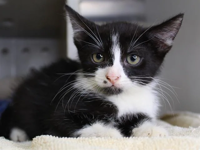 A baby small-sized female Domestic Short Hair cat named Coral for adoption in Tallahassee, FL