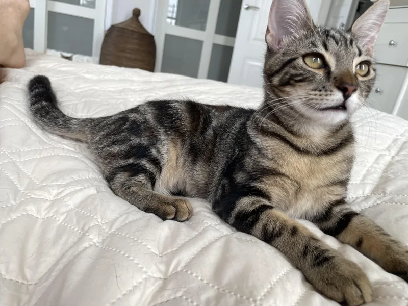 A baby small-sized female Tabby (Leopard / Spotted) Domestic Short Hair cat named Eloise for adoption in Staten Island, NY