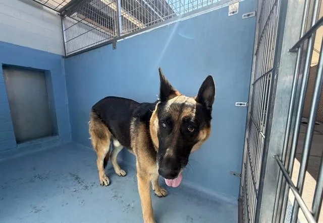 An adult medium-sized male German Shepherd Dog dog named Xanny for adoption in Downey, CA