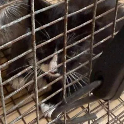 A baby small-sized male Black Domestic Short Hair cat named Mr. Owl for adoption in Gadsden, AL