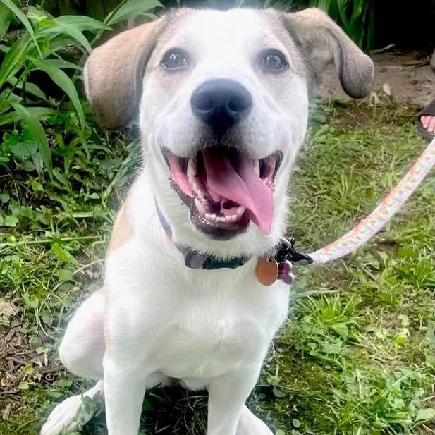 A young large-sized female White / Cream Great Pyrenees dog named Milkshake for adoption in Mooresville, IN