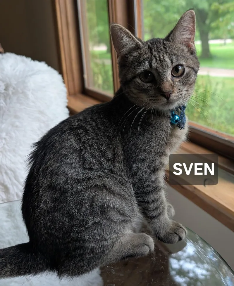 A young medium-sized male Tabby cat named Sven for adoption in Windom, MN