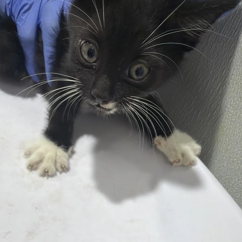 A baby small-sized male Black Domestic Short Hair cat named Brink for adoption in Tampa, FL