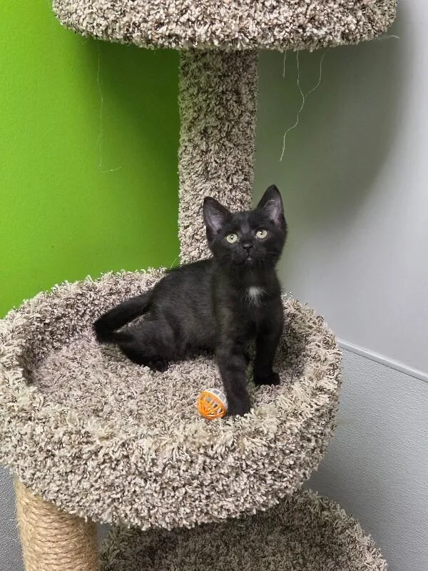 A young medium-sized male Black Domestic Short Hair cat named Jason for adoption in Jackson, TN
