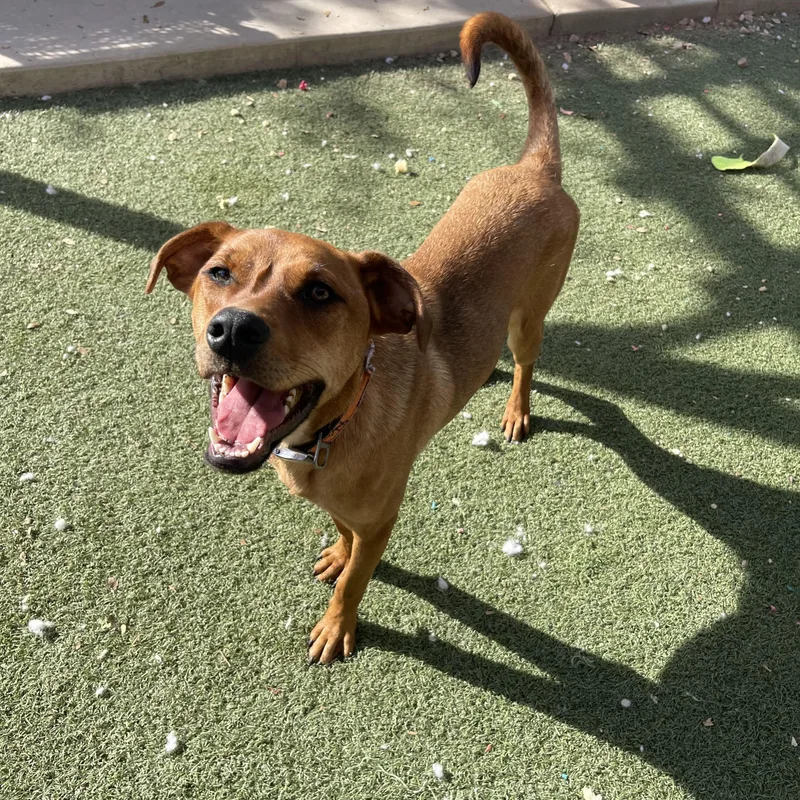 A young large-sized male Terrier dog named Chestnut for adoption in Chandler, AZ