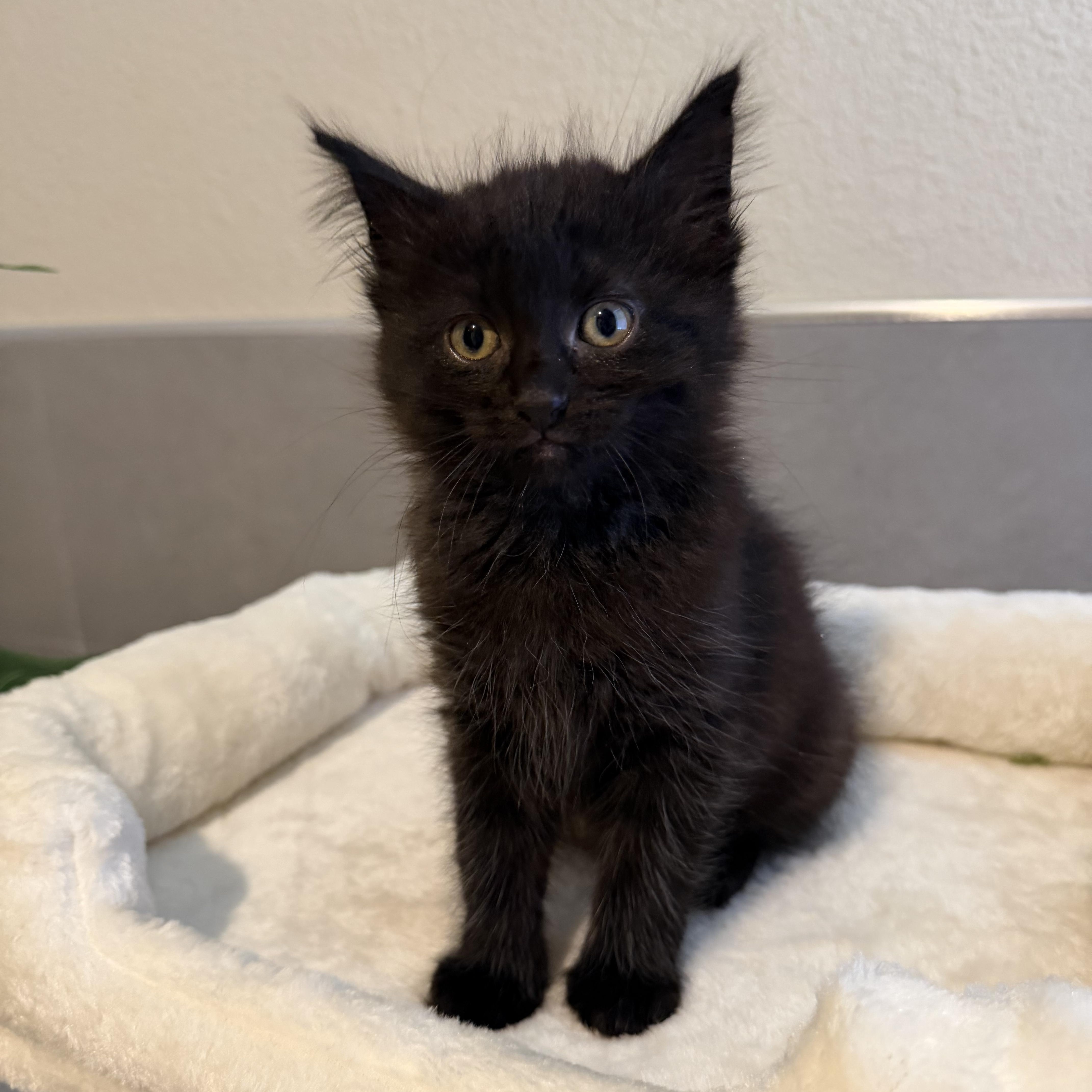 A baby small-sized male Black Tabby cat named Monkey And Bear for adoption in San Jose, CA
