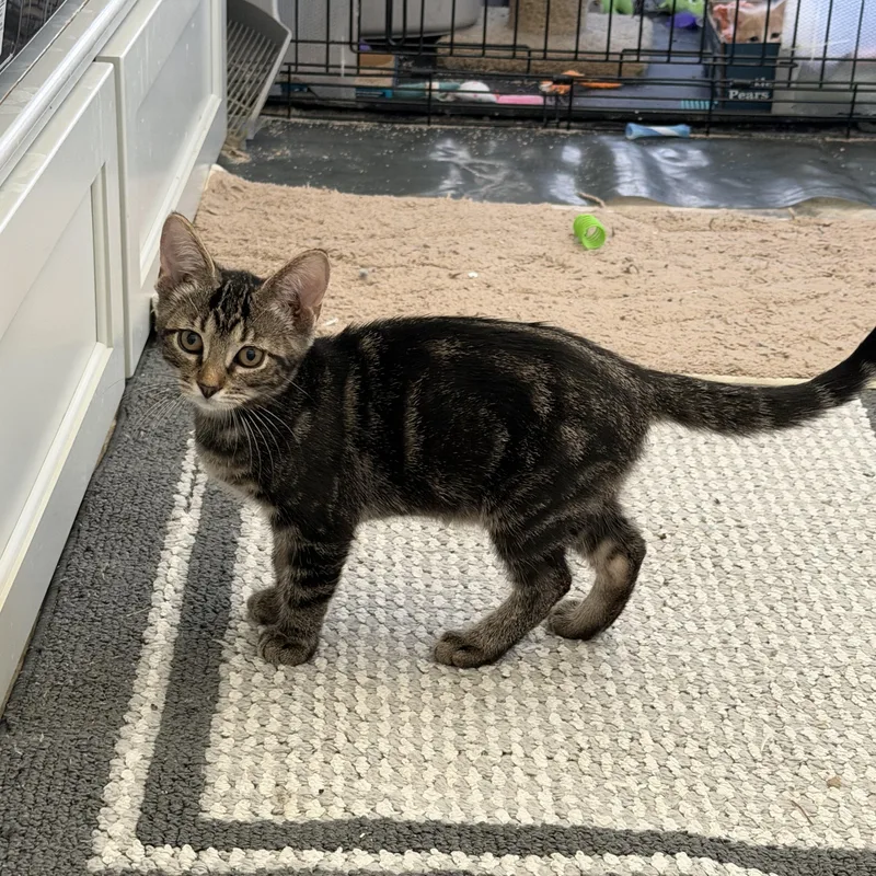 Twister   Riley thumbnail 2