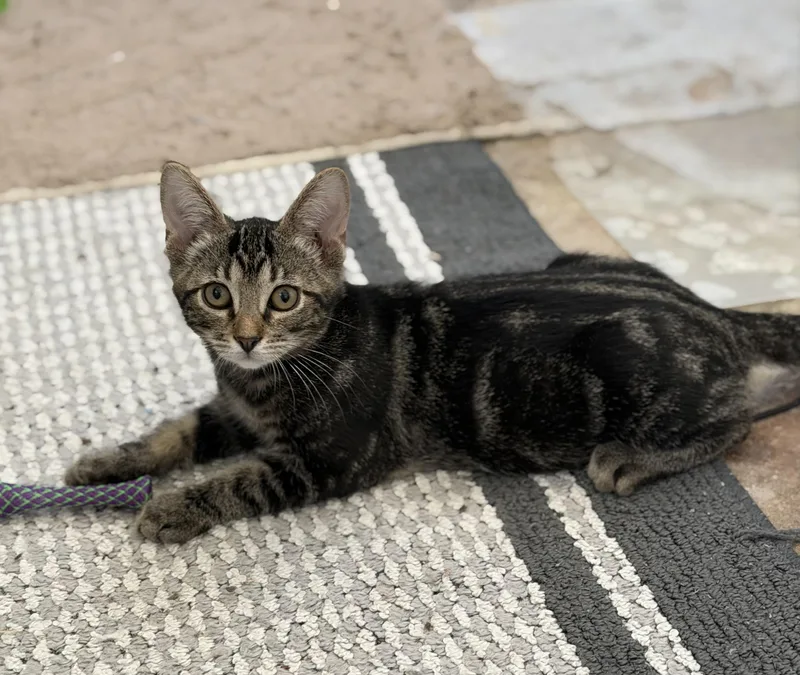 Twister   Riley thumbnail 3