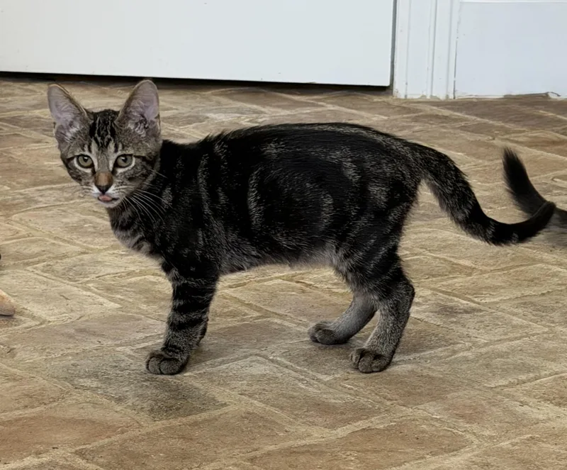 Twister   Riley thumbnail 4