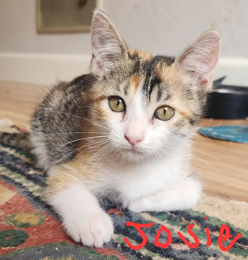 A baby medium-sized female Calico Domestic Short Hair cat named Josie for adoption in Sonora, CA