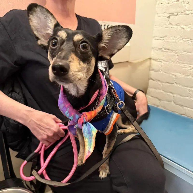 An adult small-sized female Chihuahua dog named Felica for adoption in Long Island City, NY