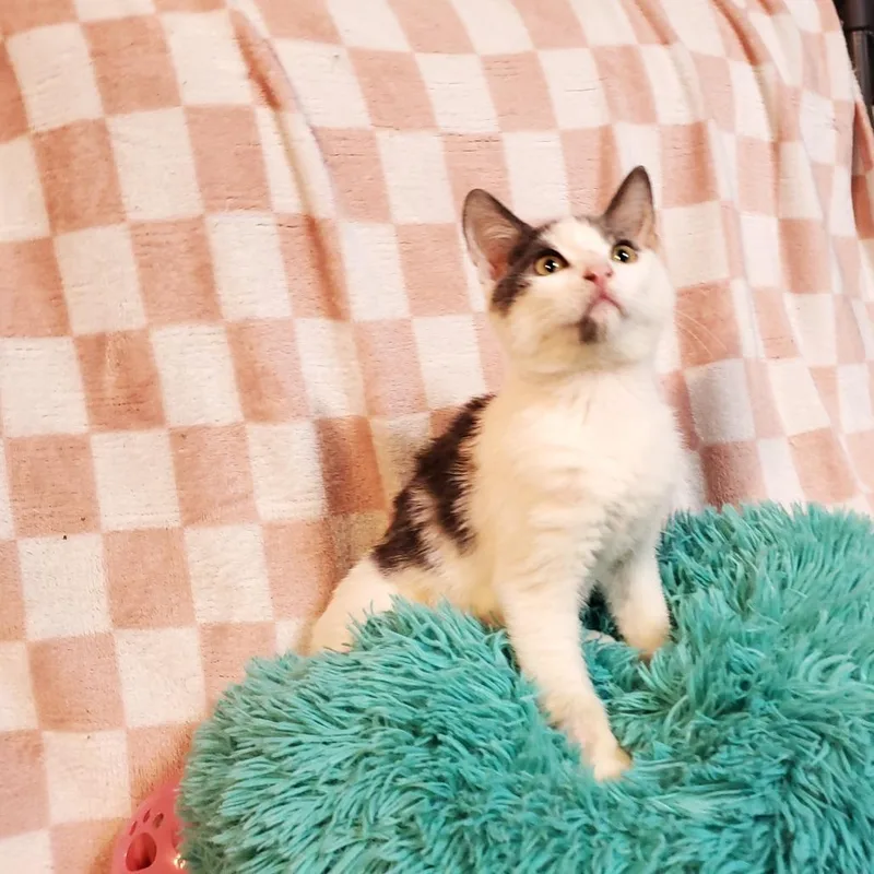 A baby small-sized male White Domestic Short Hair cat named Ginseng for adoption in Jefferson city, TN