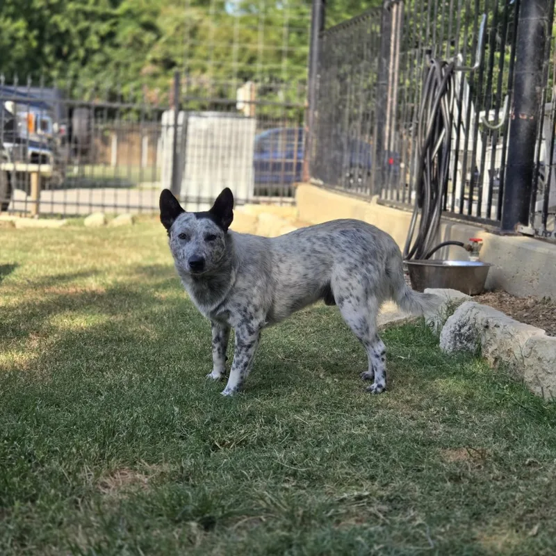 A young medium-sized male Gray / Blue / Silver Australian Cattle Dog / Blue Heeler dog named Slade for adoption in Mansfield, TX