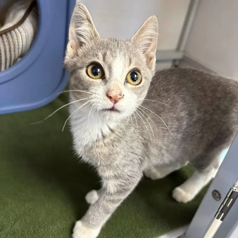 A baby medium-sized male Domestic Short Hair cat named Quibbler for adoption in White Oak, PA