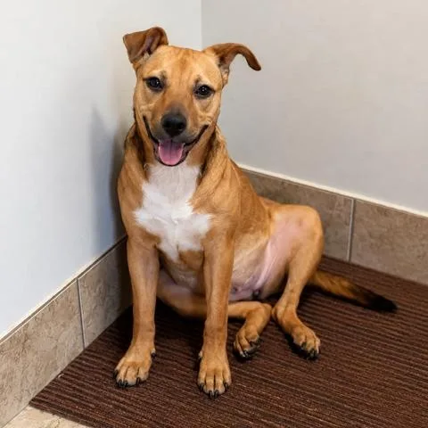 A young medium-sized female Golden Shepherd dog named Pinky Loving puppy for adoption in Houston, TX