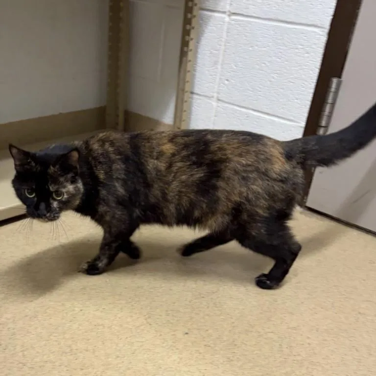 An adult small-sized female Domestic Short Hair cat named Saturday for adoption in Derwood, MD