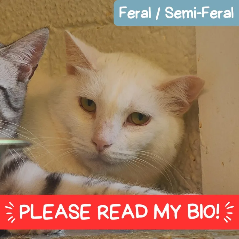 Snow Houston thumbnail 2