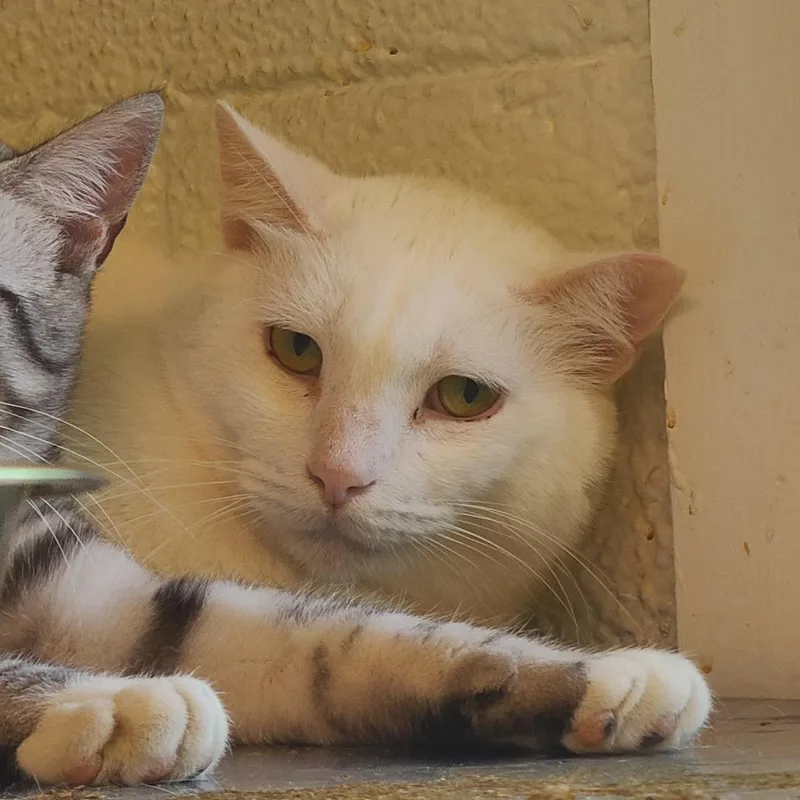 Snow Houston thumbnail 3