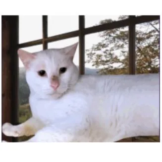 Snow Houston thumbnail 4