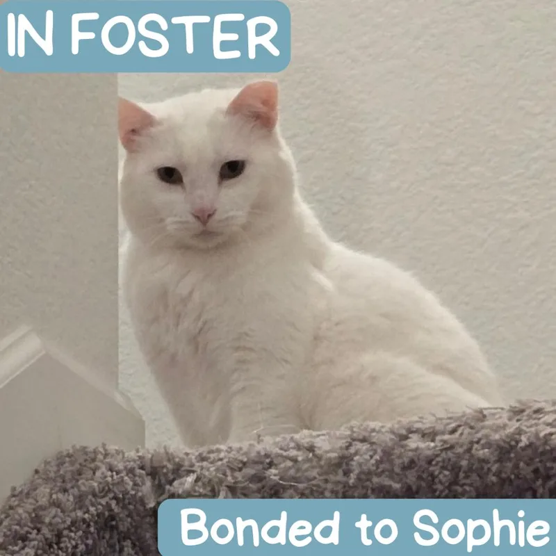 Snow Houston thumbnail 5