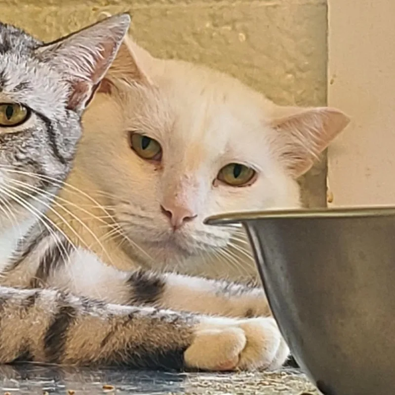 Snow Houston thumbnail 6