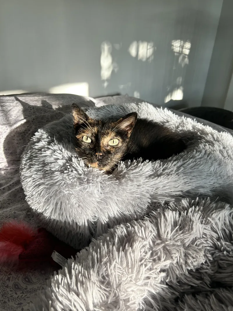 A senior medium-sized female Tortoiseshell Domestic Short Hair cat named Jade for adoption in Sanford, NC