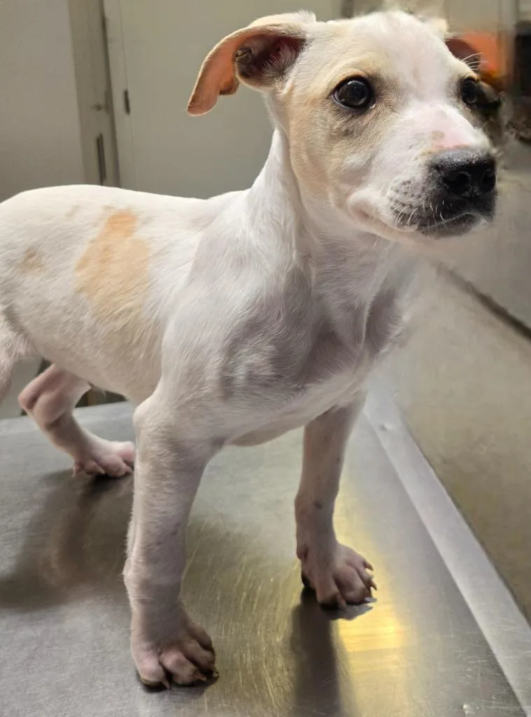 A baby small-sized male Pit Bull Terrier dog named Santiago for adoption in Sandusky, OH