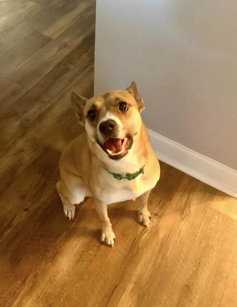A young small-sized male Rat Terrier dog named Bean for adoption in Walker, LA