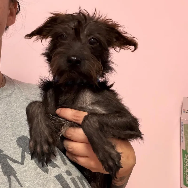 A young small-sized male Miniature Schnauzer dog named Marco for adoption in Webster, TX